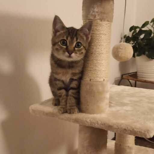 ZÔ-I NƯƠNG NƯƠNG - welcome home, my little kitten! 