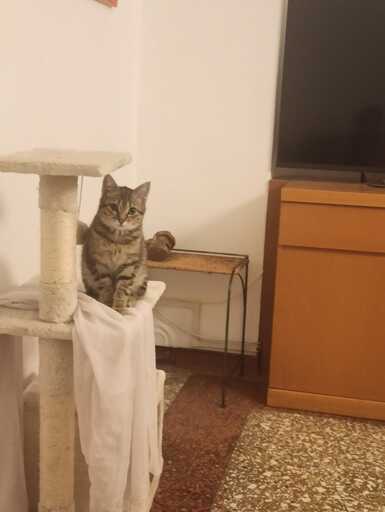 TUYỂN TẬP ZÔ I NƯƠNG NƯƠNG - GHẾ NỆM